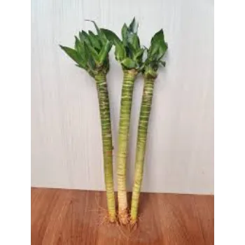 Graceful Bamboo Plant